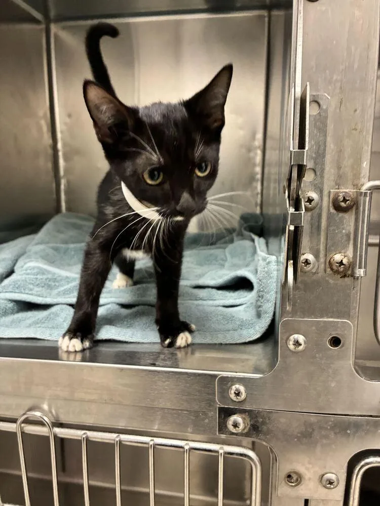A baby small-sized female Domestic Short Hair cat named Eclipse for adoption in Marietta, GA