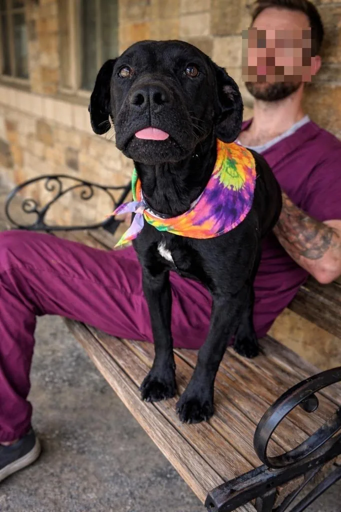 A baby large-sized male Terrier dog named Woodley  Local Puppy for adoption in Princeton, MA