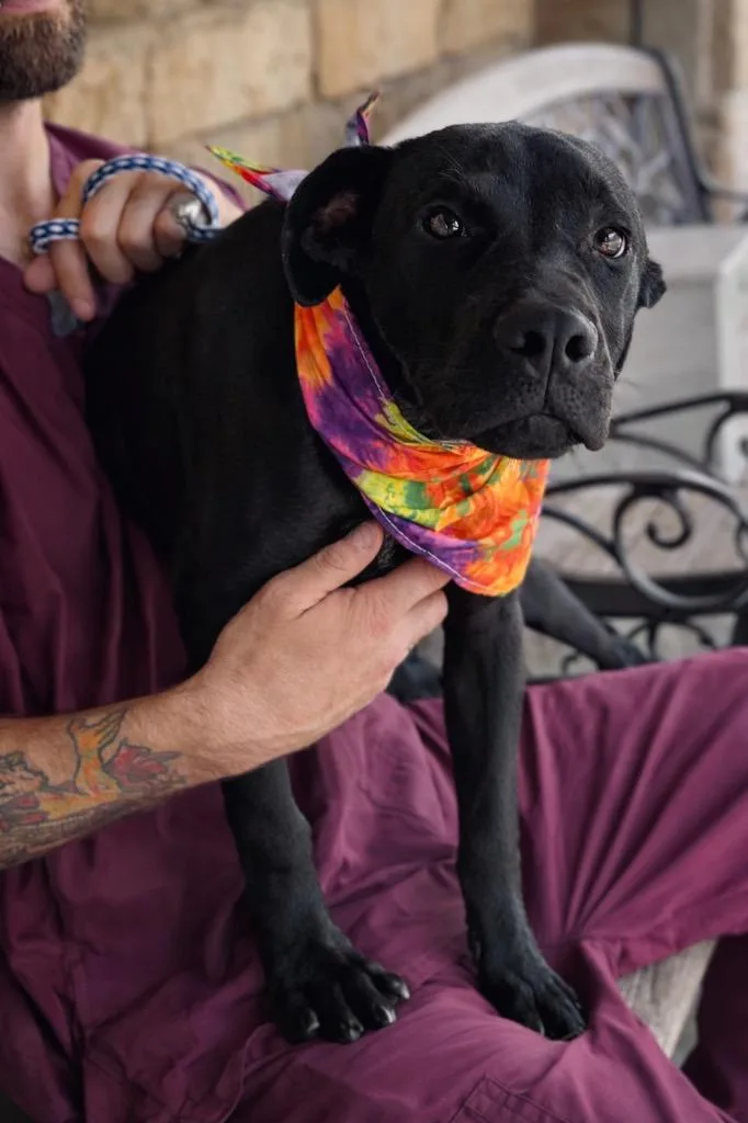 Woodley  Local Puppy thumbnail 2