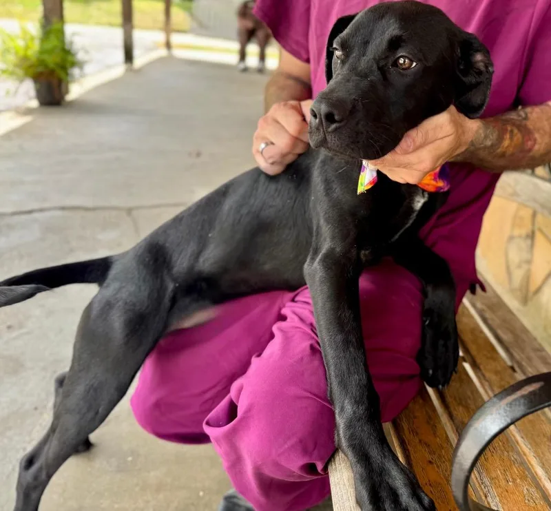 Woodley  Local Puppy thumbnail 3