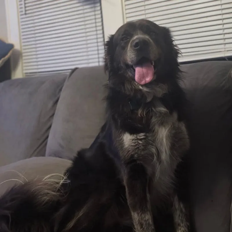 An adult large-sized male Great Pyrenees dog named Thor for adoption in East Peoria, IL