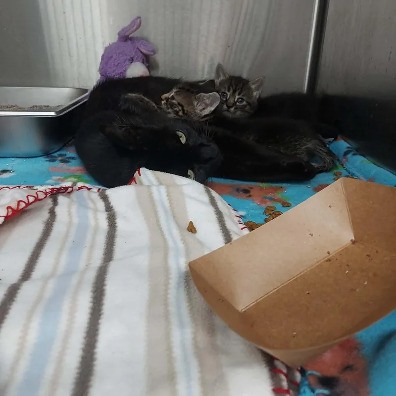An adult small-sized female Domestic Short Hair cat named Dahlia for adoption in Hartsville, SC