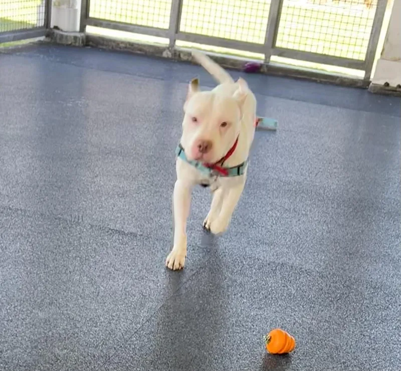 Hercules thumbnail 2