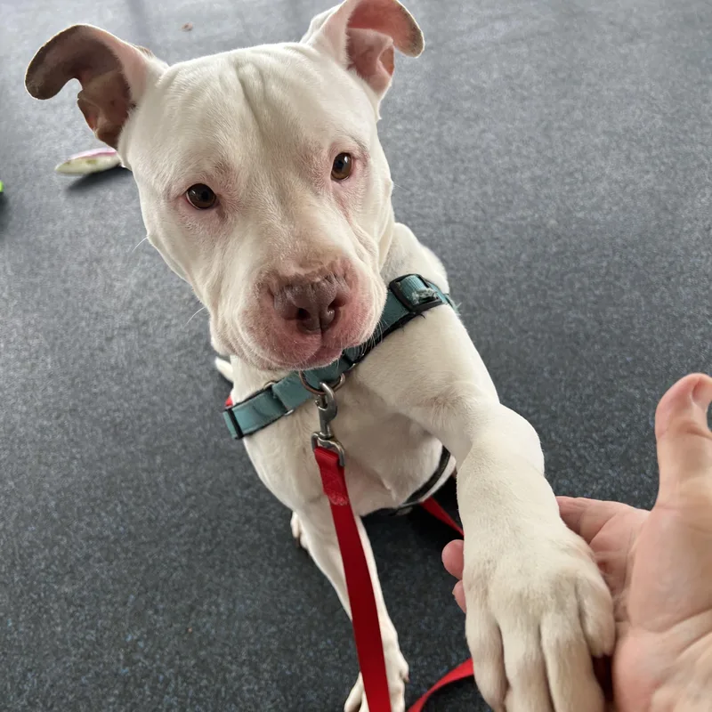 Hercules thumbnail 3