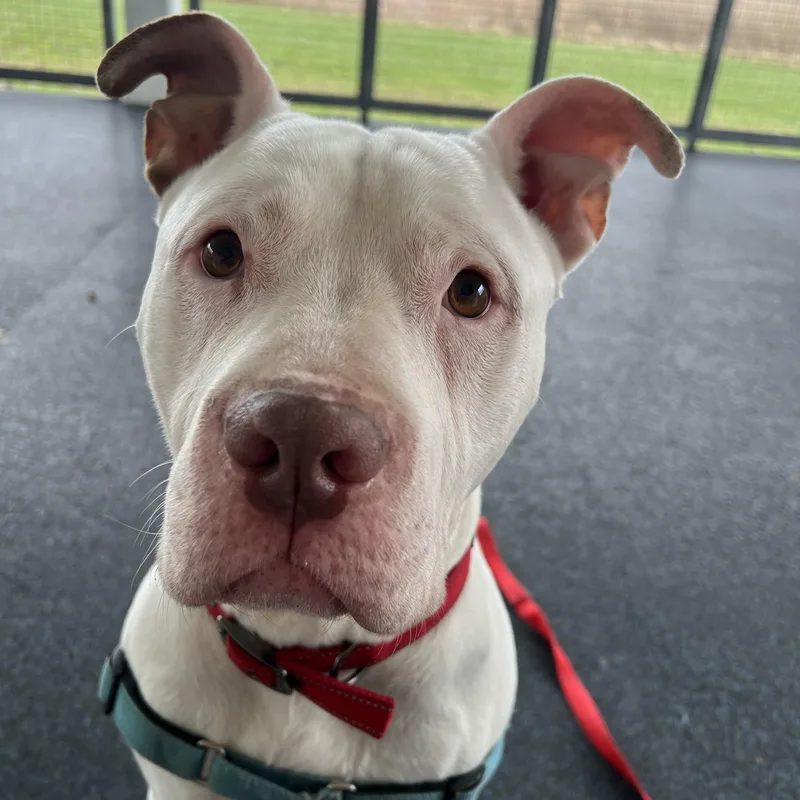 An adult large-sized male White / Cream Mixed Breed dog named Hercules for adoption in Ithaca, NY