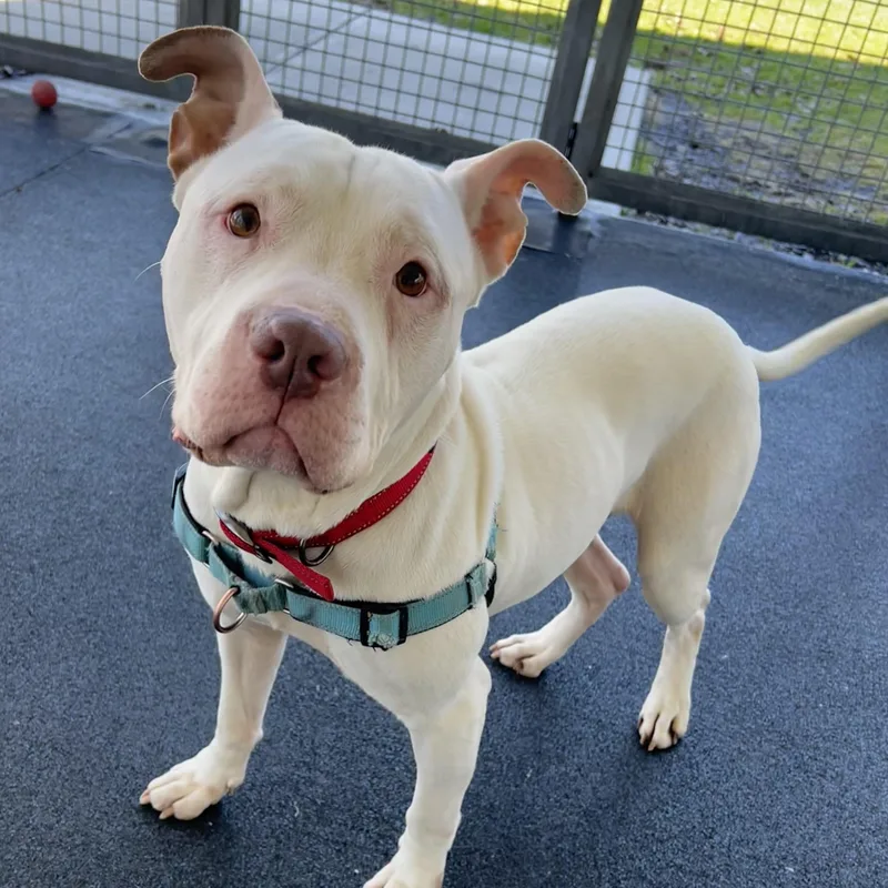 Hercules thumbnail 4