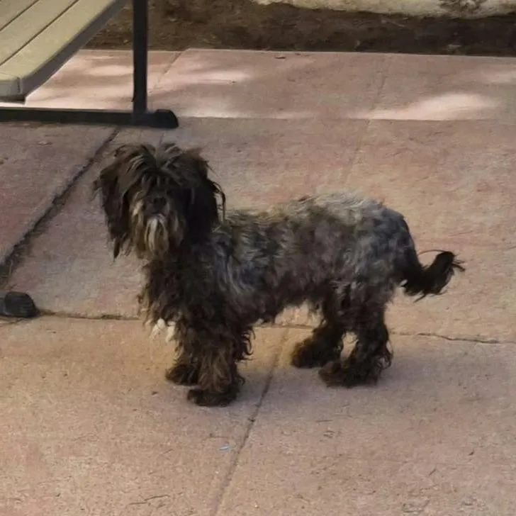 An adult small-sized male Brown / Chocolate Shih Tzu dog named Rusty for adoption in Las Cruces, NM