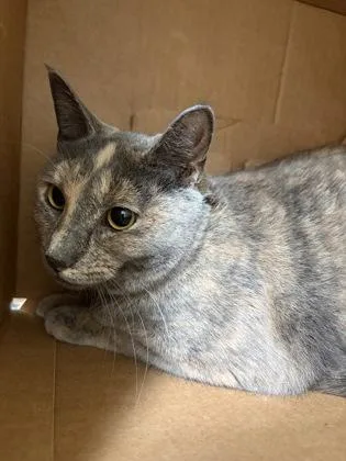 An adult medium-sized female Domestic Short Hair cat named Harmony for adoption in Westland, MI
