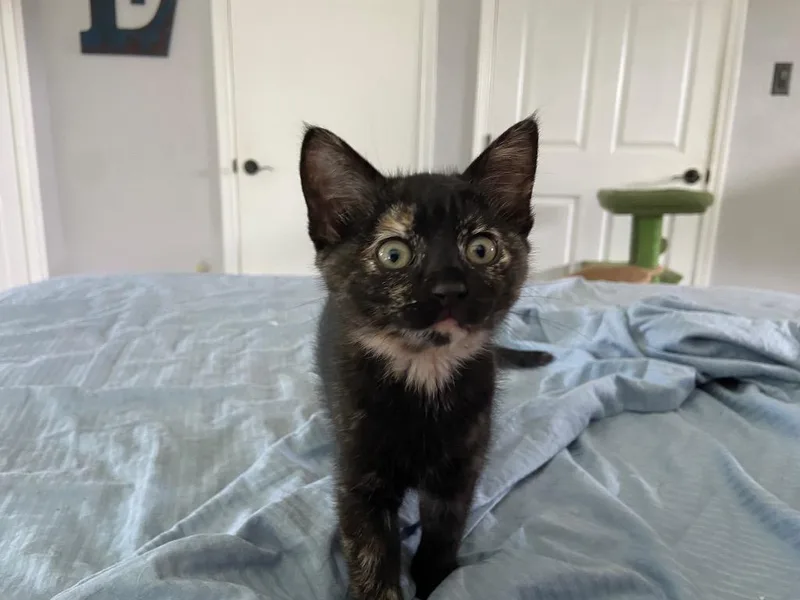 A baby small-sized female Domestic Medium Hair cat named Julia for adoption in Canyon Lake, TX
