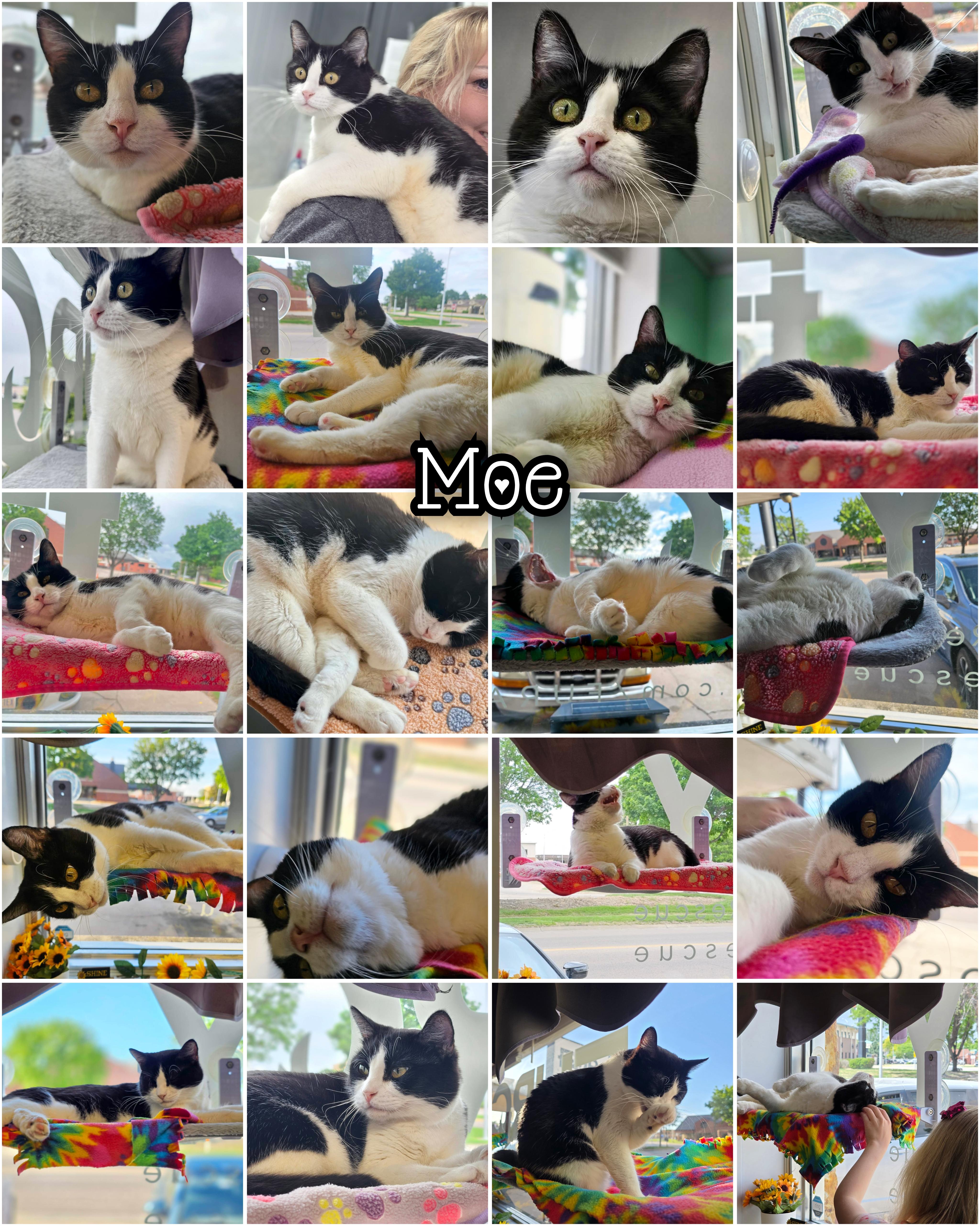 A young medium-sized female Black & White / Tuxedo Domestic Short Hair cat named Moe for adoption in North Platte, NE
