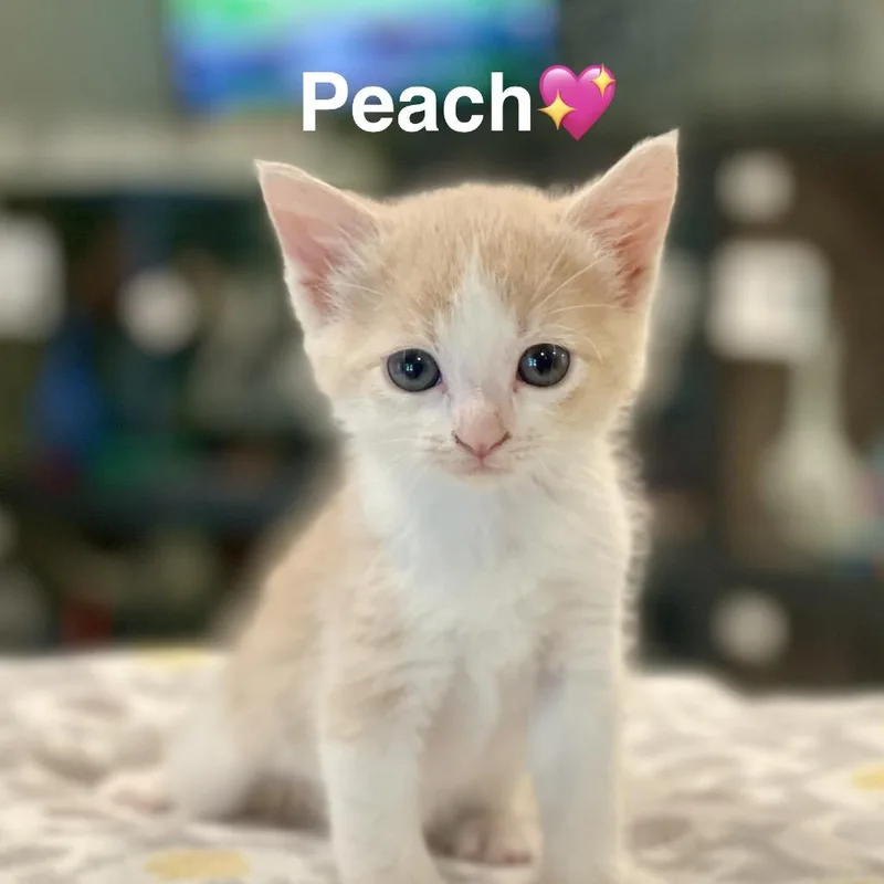 A baby small-sized female Orange / Red Extra-Toes Cat / Hemingway Polydactyl cat named Peach for adoption in Peachtree City, GA