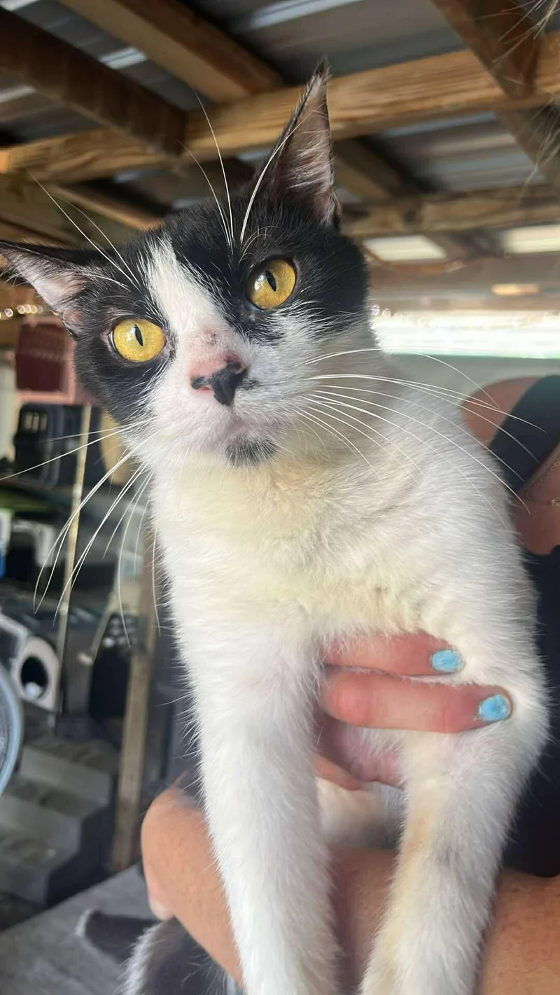 A young large-sized male Domestic Short Hair cat named Romeo for adoption in Spring Hill, FL