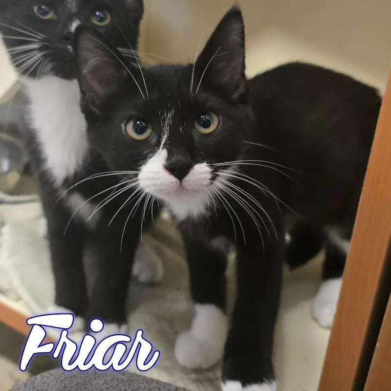 A baby small-sized male Domestic Short Hair cat named Friar for adoption in Hillsboro, OH