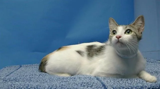 A young medium-sized female Domestic Short Hair cat named Maisey for adoption in Gardena, CA