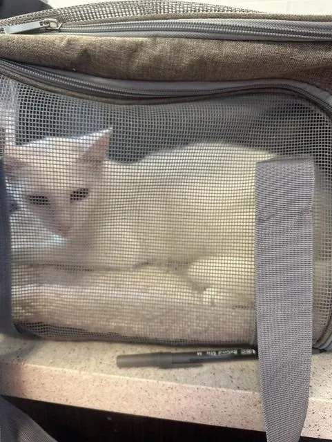 A young medium-sized female Domestic Short Hair cat named Snow for adoption in Rome, GA