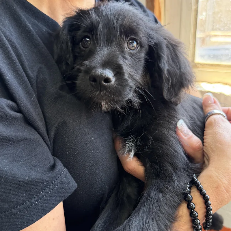 A baby small-sized male Cocker Spaniel dog named Kai for adoption in San Diego, CA