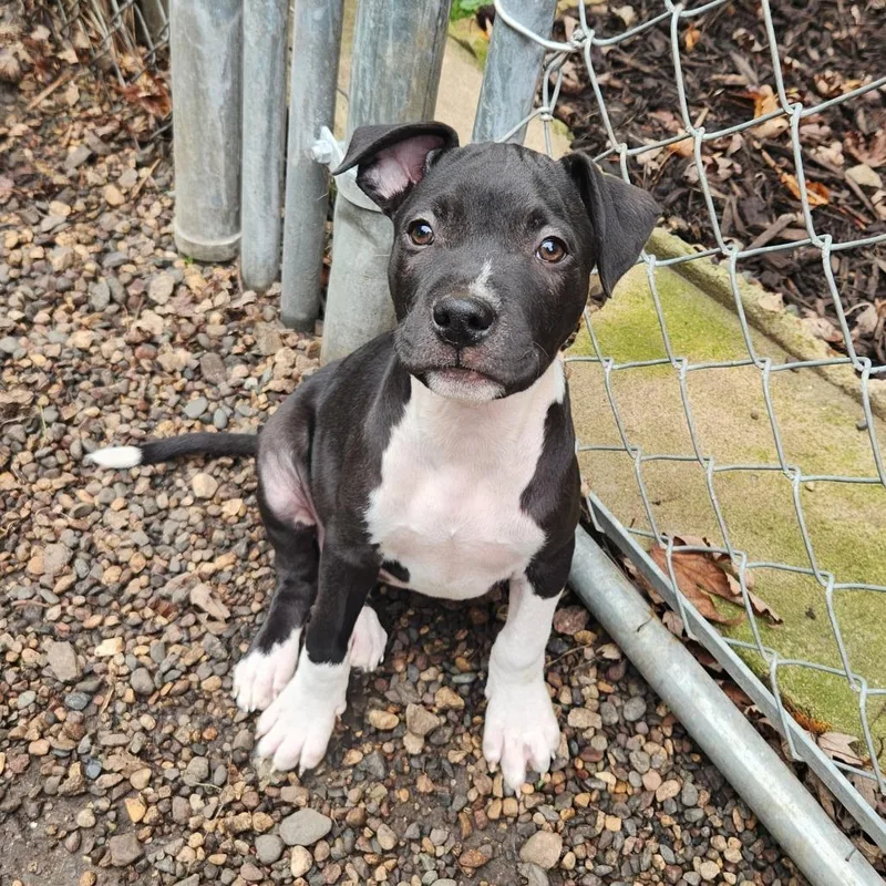 A baby medium-sized male Pit Bull Terrier dog named Kevin for adoption in Farmington, MN