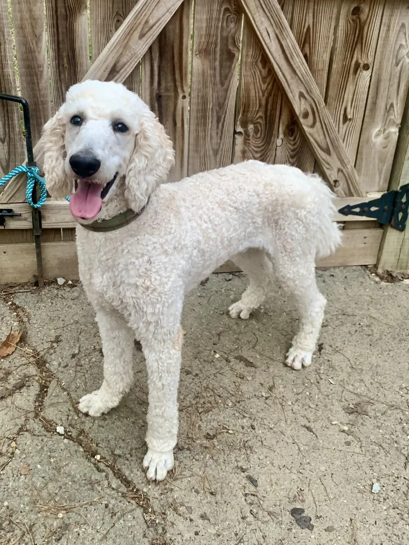 A baby medium-sized male White / Cream Standard Poodle dog named Kyle for adoption in Richmond, VA