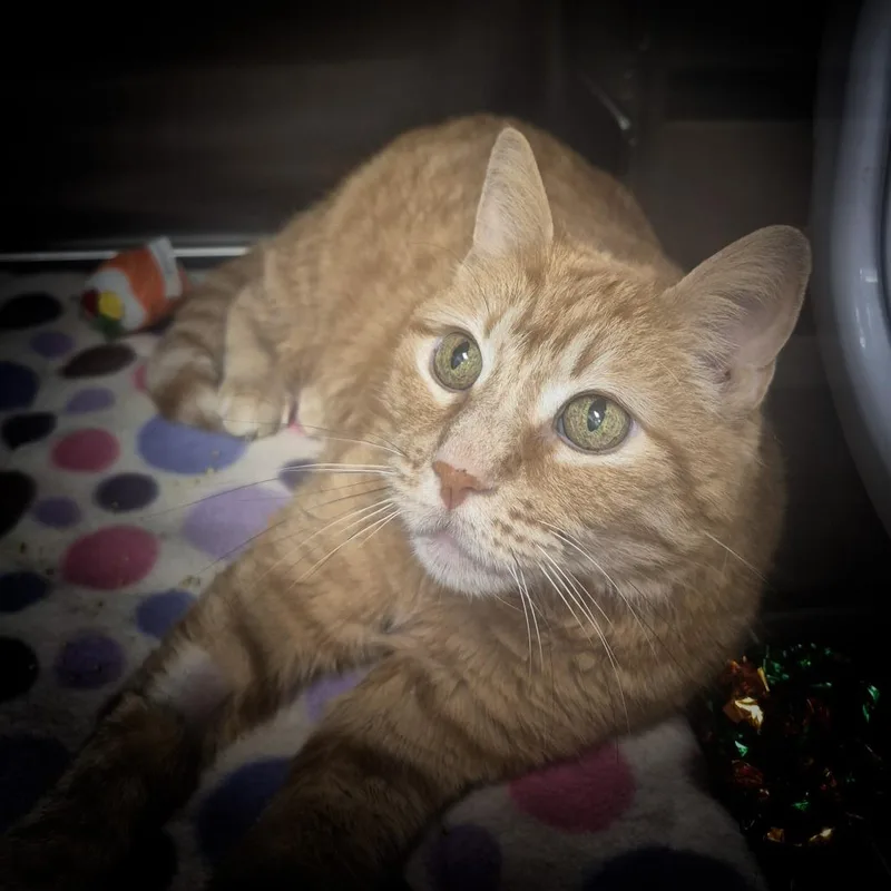 An adult large-sized female Orange / Red Domestic Short Hair cat named Liora for adoption in Upland, CA