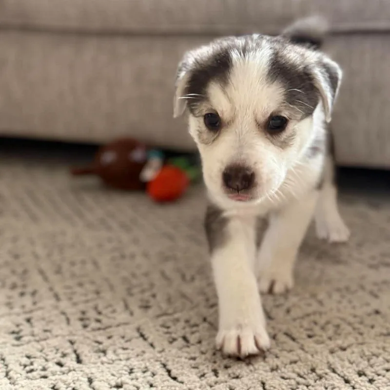 A baby large-sized male White / Cream Husky dog named Biscuit for adoption in Fort Worth, TX