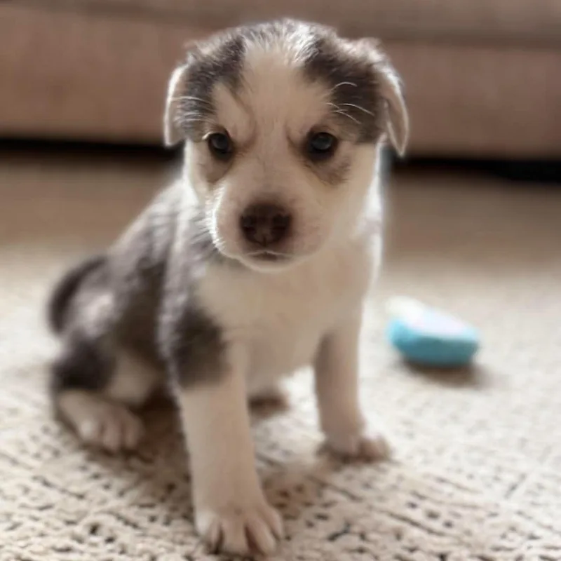 Biscuit thumbnail 4