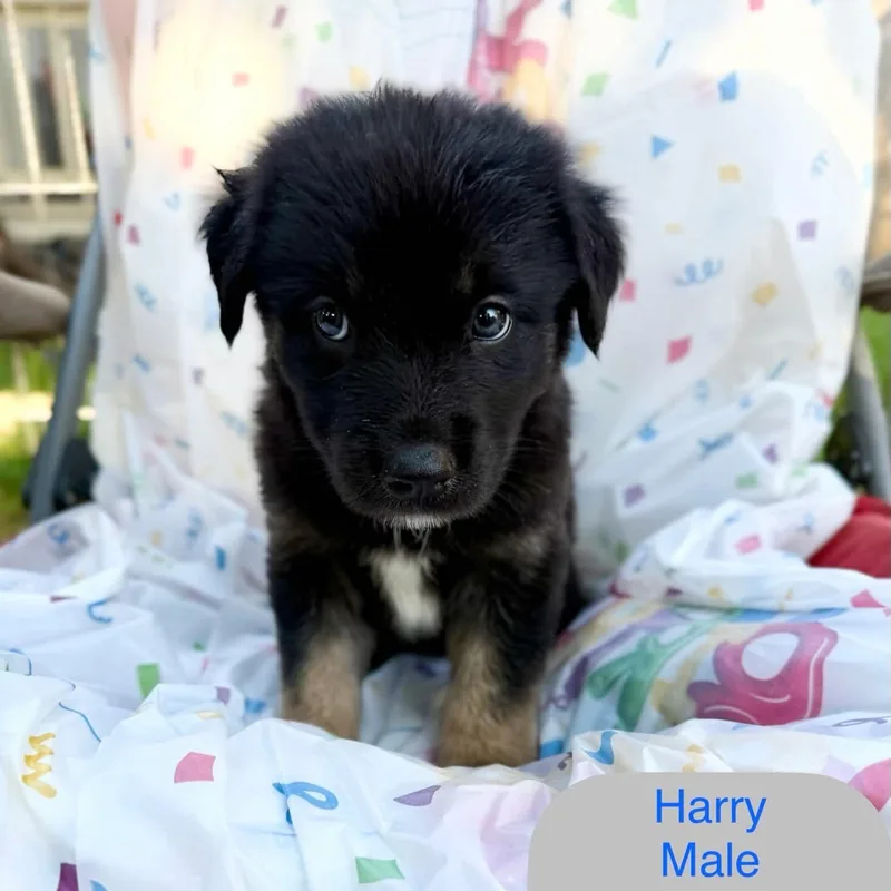 Harry