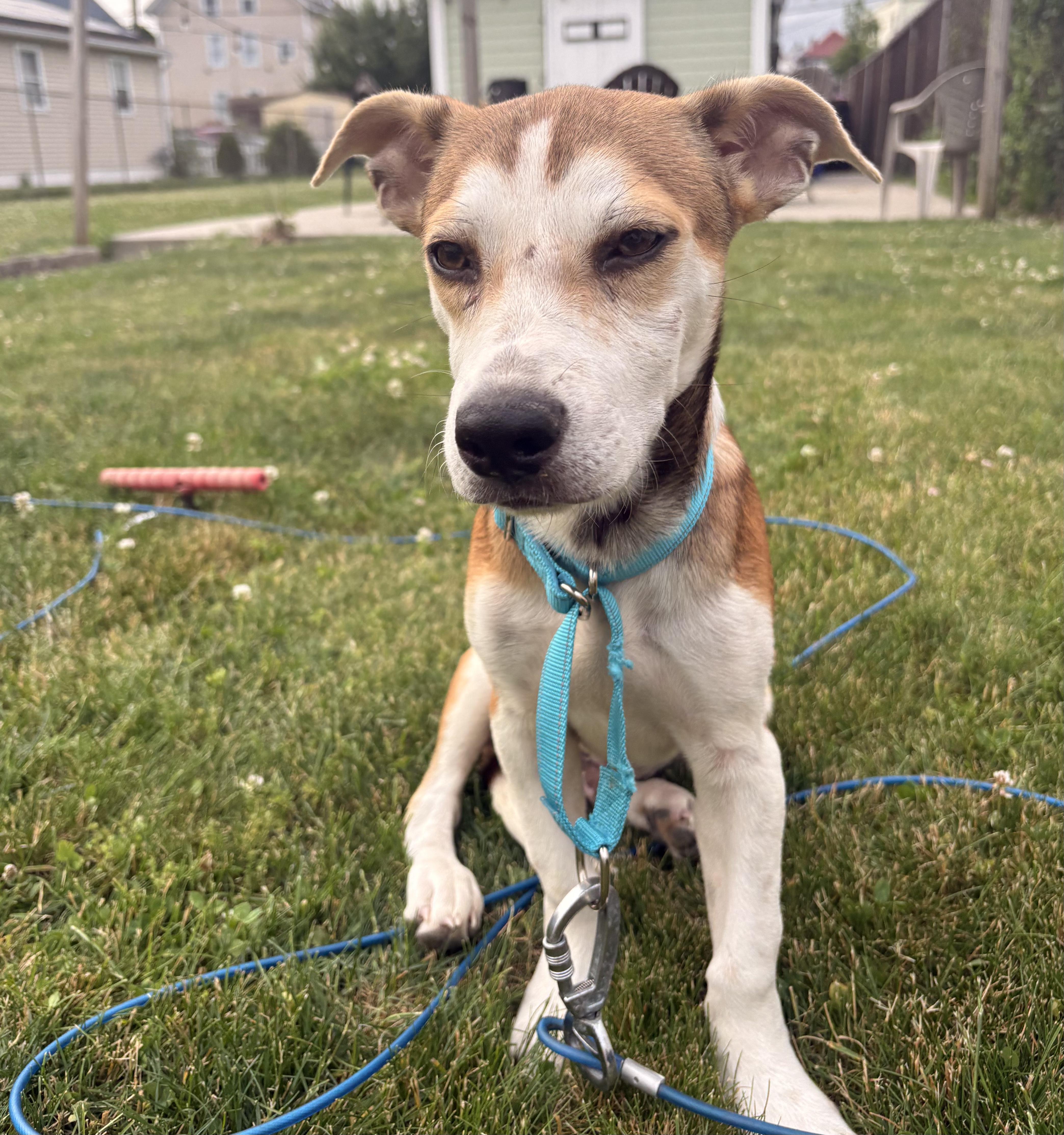 A baby medium-sized male Mixed Breed dog named Bowie for adoption in Longview, TX