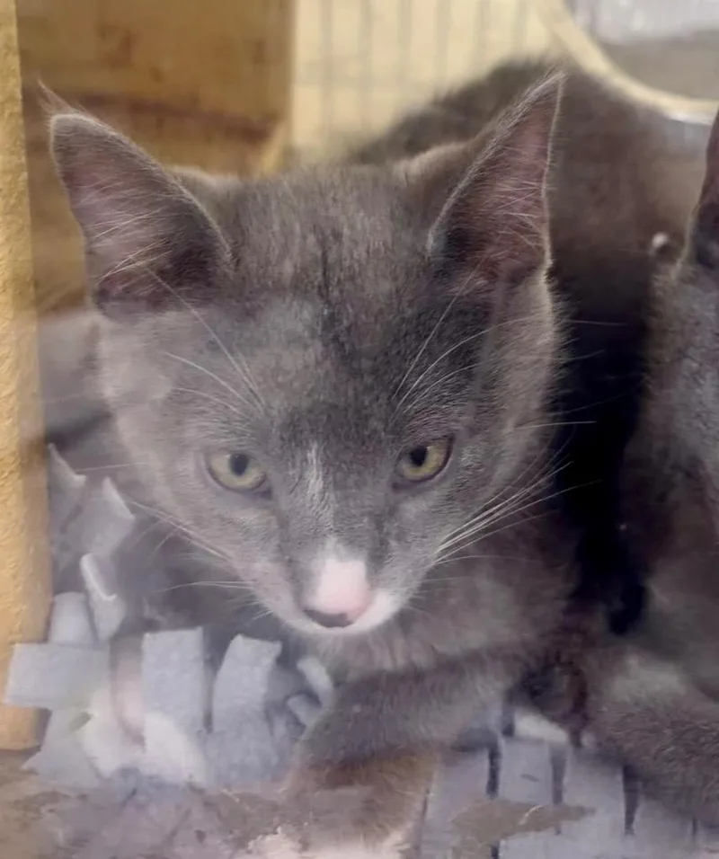 A baby medium-sized male Domestic Short Hair cat named Big Zuva for adoption in Fort Lupton, CO