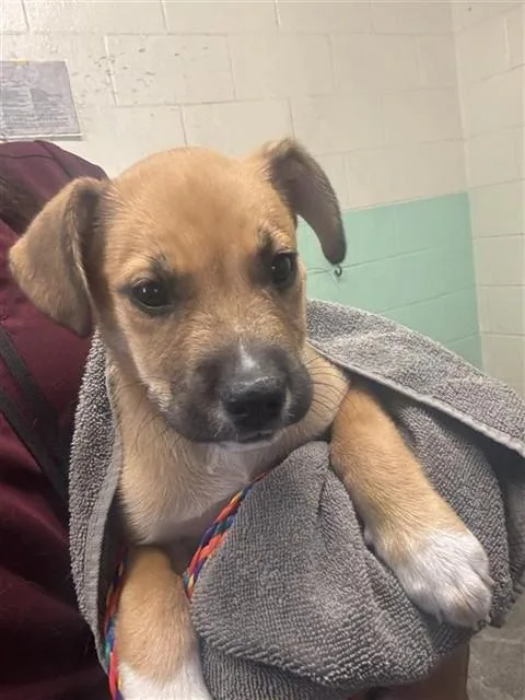 A baby small-sized female German Shepherd Dog dog named A for adoption in Sacramento, CA