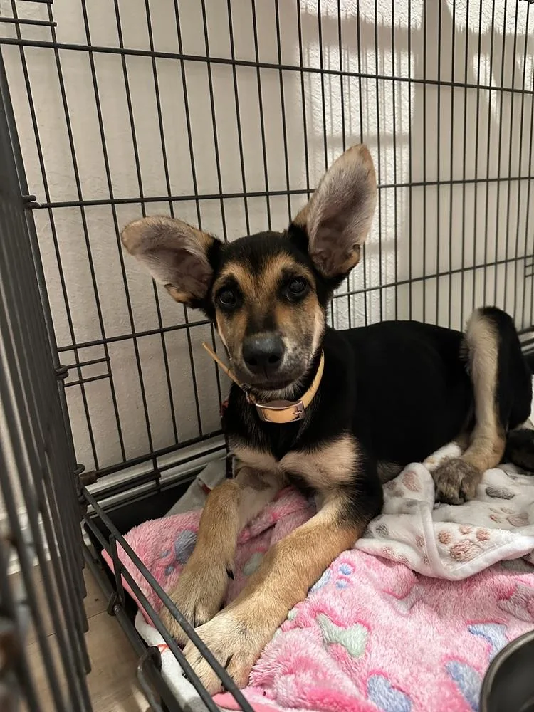 A young medium-sized male Tricolor (Brown, Black, & White) Mixed Breed dog named Onyx Steel for adoption in Brookshire, TX