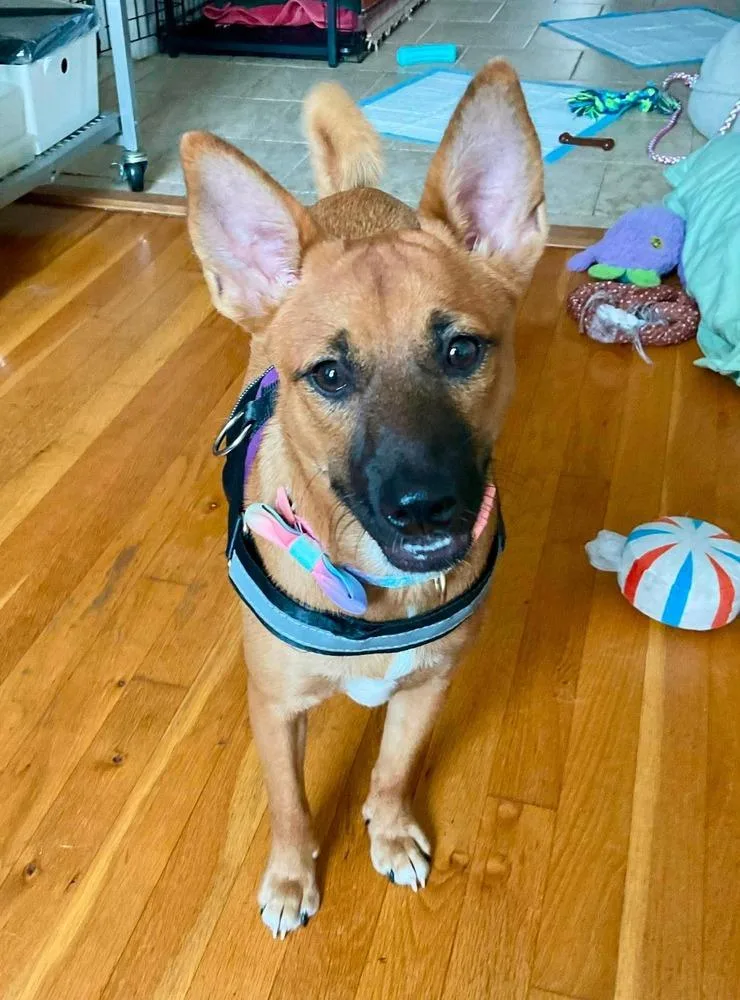 A young medium-sized female Tricolor (Brown, Black, & White) Retriever dog named Rosie for adoption in Valley Stream, NY