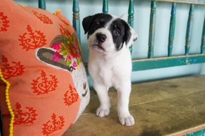 A baby small-sized male Labrador Retriever dog named Good Golly for adoption in San Antonio, TX
