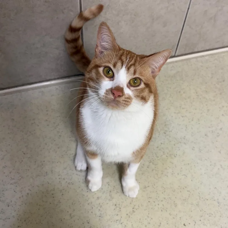 An adult large-sized male Tabby (Orange / Red) Domestic Short Hair cat named Phoenix for adoption in Fenton, MI