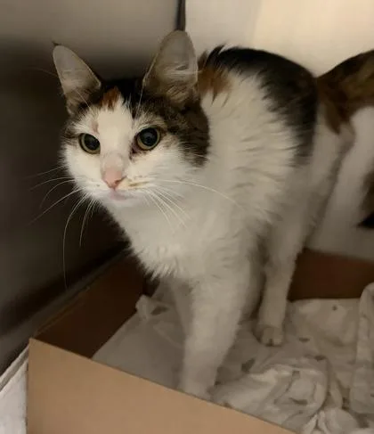 An adult small-sized female Domestic Short Hair cat named Heidi for adoption in West Chester, PA