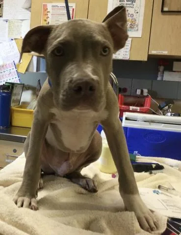 A young small-sized male Pit Bull Terrier dog named Jimbo for adoption in Riverside, CA