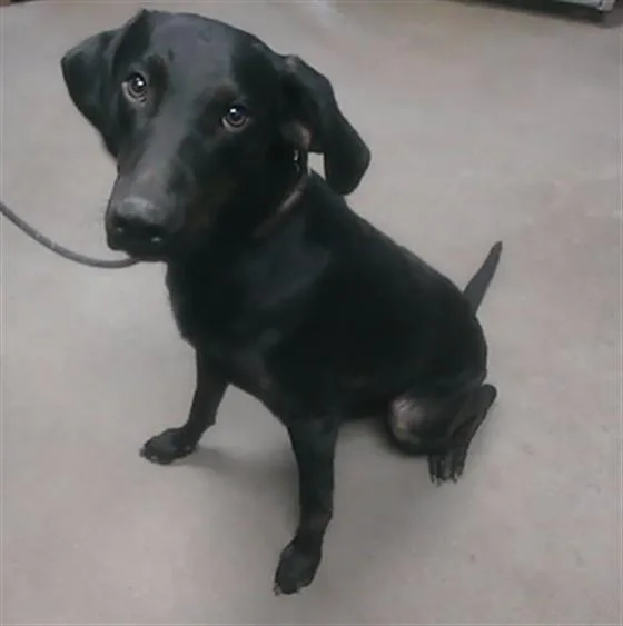 A young large-sized female Labrador Retriever dog named Nightshade for adoption in Phoenix, AZ