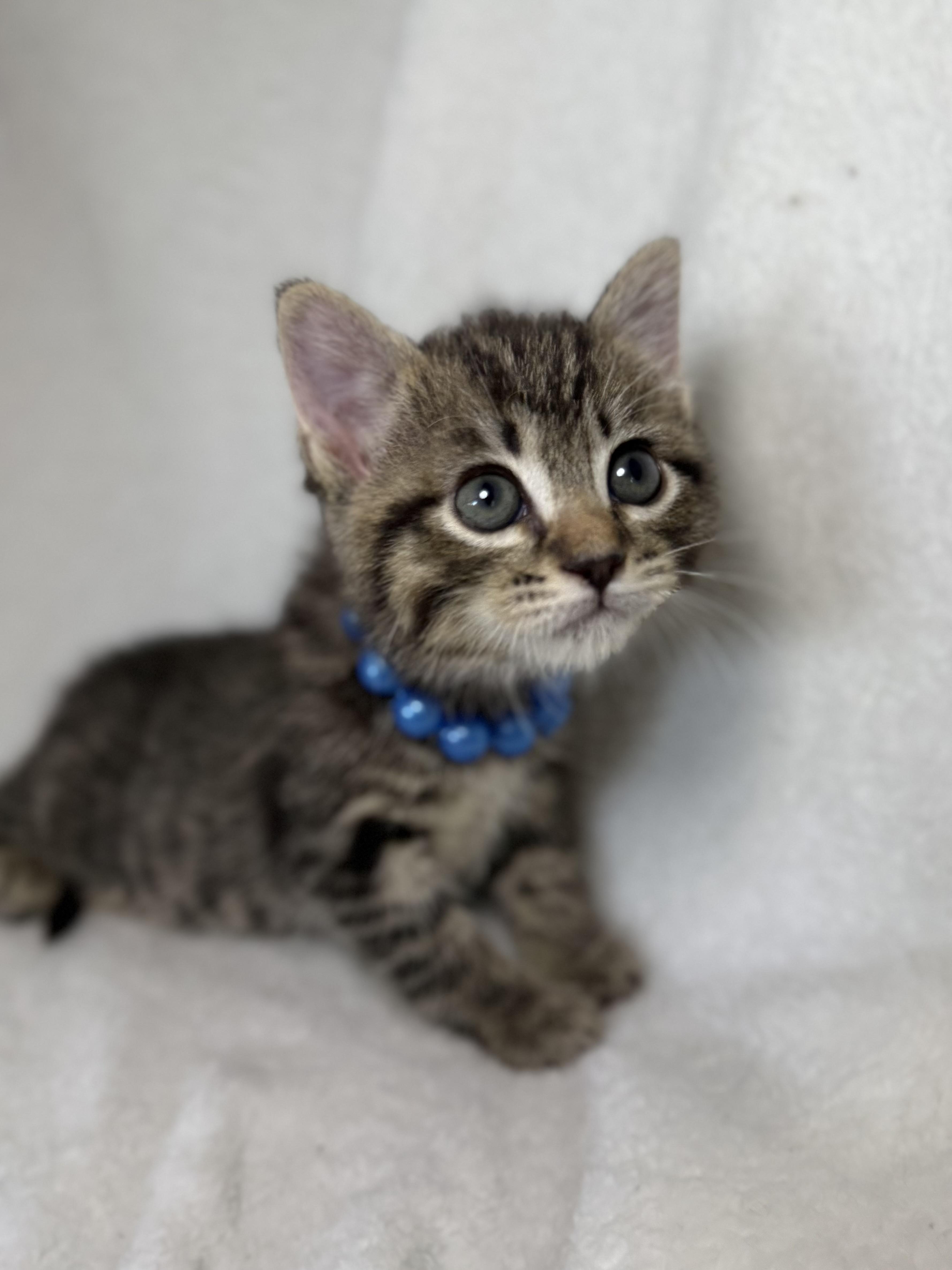 A baby medium-sized male Tabby (Brown / Chocolate) Domestic Short Hair cat named Spanky for adoption in Greensboro, NC