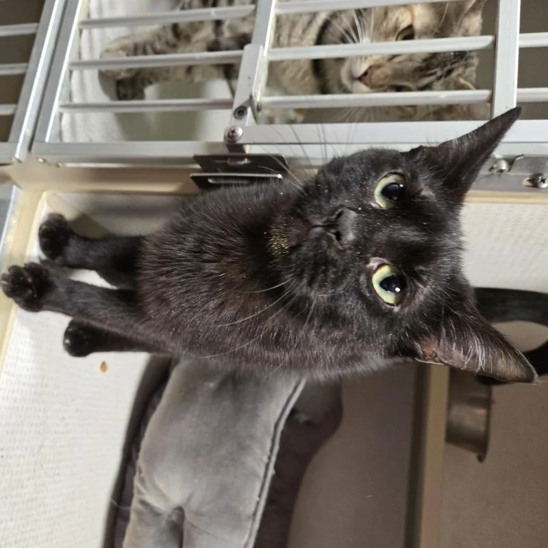 A young medium-sized female Black Domestic Short Hair cat named Licorice for adoption in Graham, TX