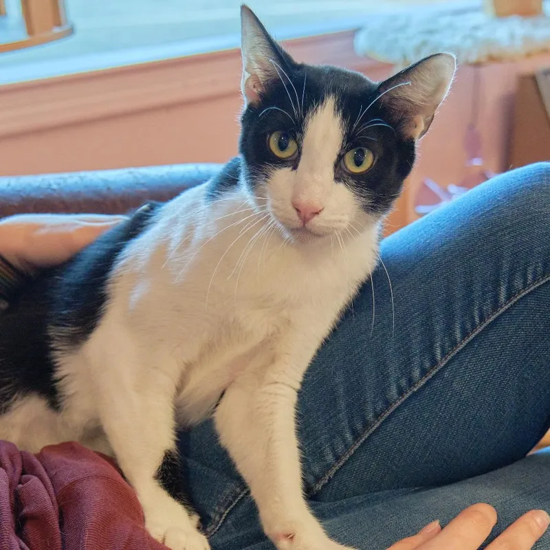 A young small-sized male Domestic Short Hair cat named Scout for adoption in Morgan Hill, CA