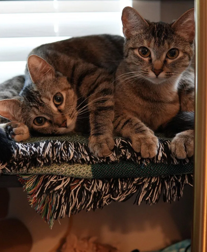 A young medium-sized female Domestic Short Hair cat named MaryKate for adoption in Los Angeles, CA