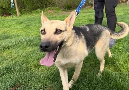A baby medium-sized male Mixed Breed dog named Cory for adoption in West Chester, PA