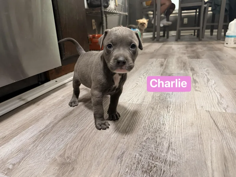 A baby medium-sized female Gray / Blue / Silver Pit Bull Terrier dog named Charlie for adoption in Semmes, AL