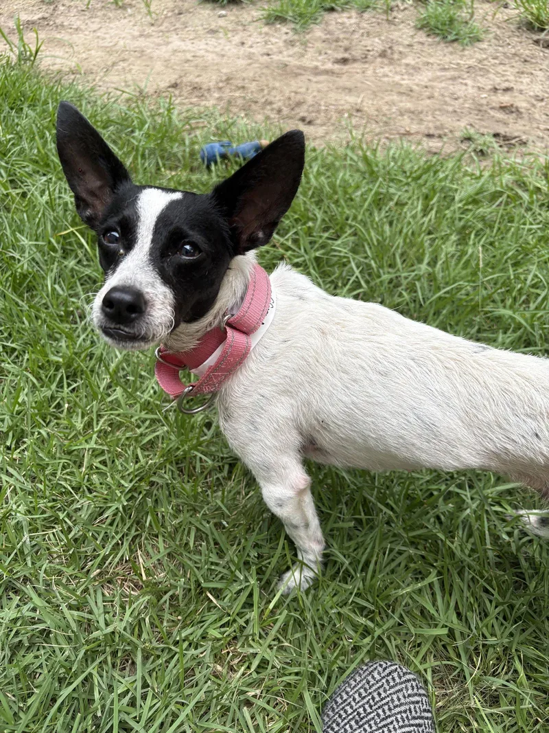 An adult small-sized female Rat Terrier dog named Maggie for adoption in Mount Pleasant, SC