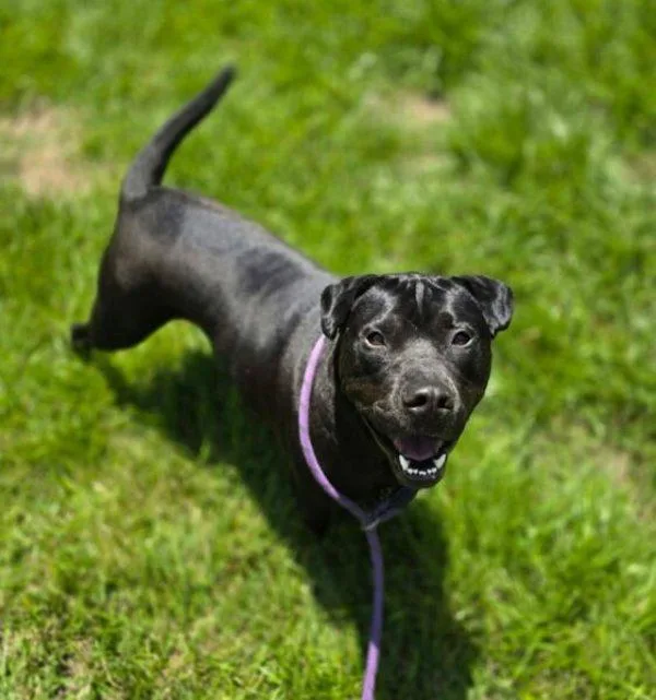 An adult medium-sized male Shar-Pei dog named Bagheera for adoption in Salisbury, MD