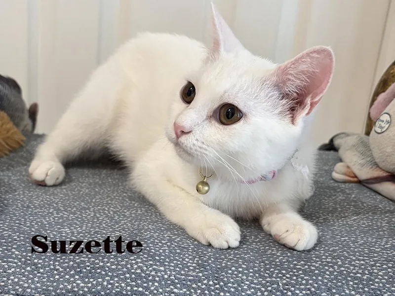Sammy & Suzette