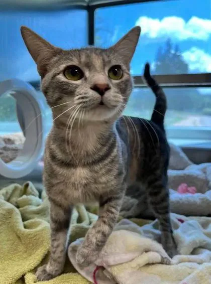 An adult medium-sized female Domestic Short Hair cat named Creepers for adoption in Memphis, TN
