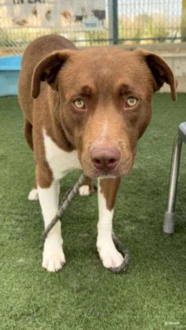 A young large-sized male Pit Bull Terrier dog named Max for adoption in Chatsworth, CA