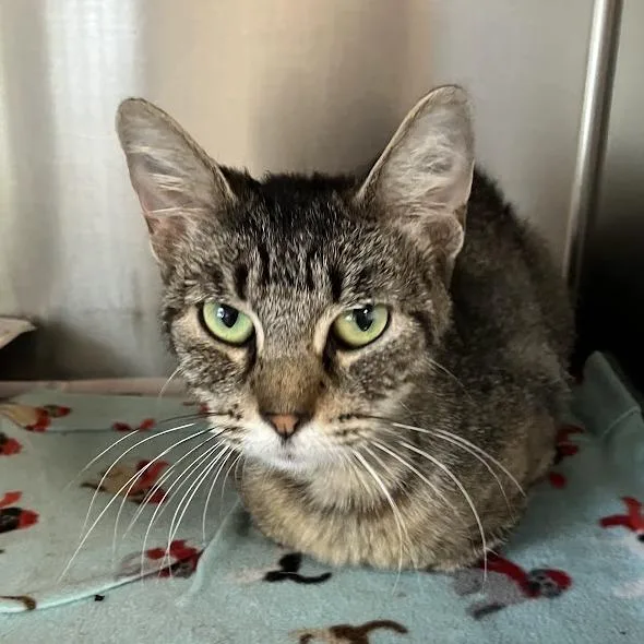 An adult medium-sized female Brown / Chocolate Domestic Short Hair cat named Angelica for adoption in DeKalb, IL