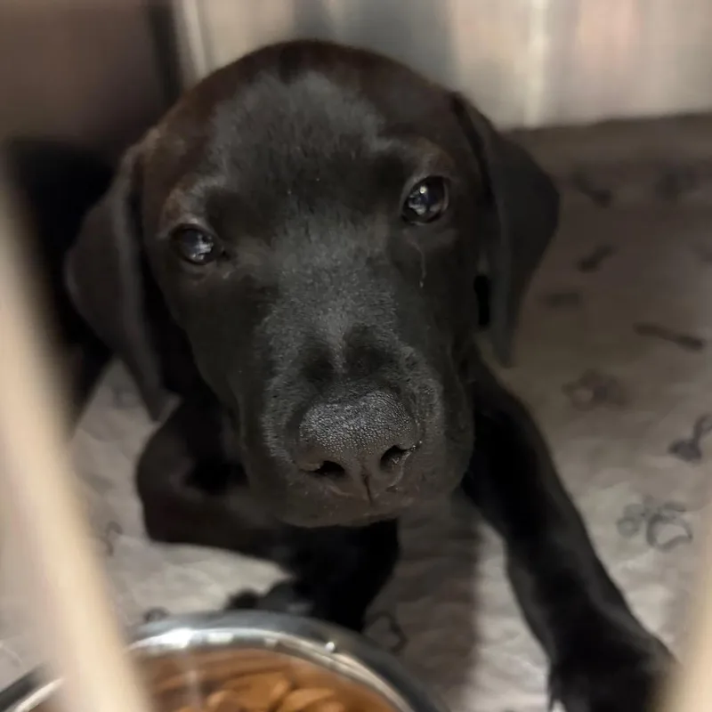 A baby small-sized male Black Labrador Retriever dog named Jet for adoption in Lake Jackson, TX