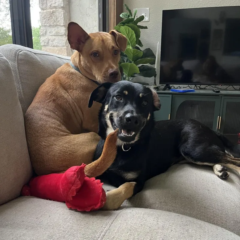 An adult medium-sized female Black Shepherd dog named Wendy for adoption in San Antonio, TX